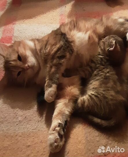 Котёнок девочка метиска