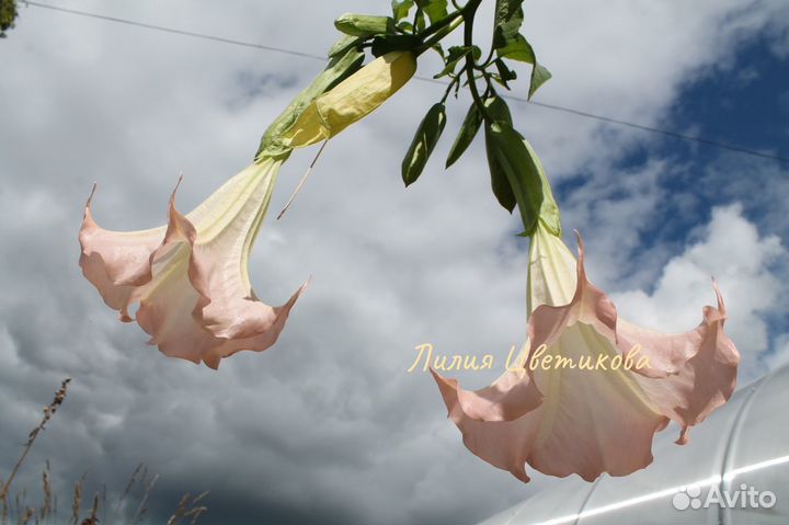 Бругмансия розовая