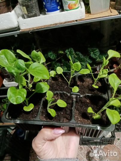 Рассада петунии