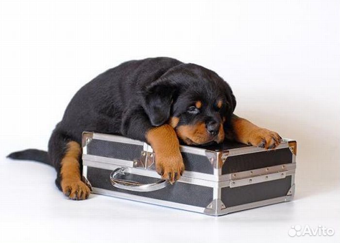 Гостиница для собак