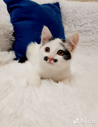 Супер ласковая девочка в добрые руки