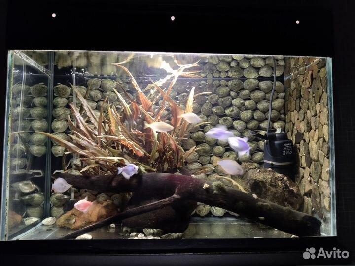 Аквариум 45л и 125л с содержимым