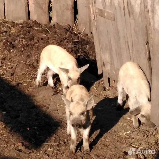 Поросята венгерской пуховой мангалицы