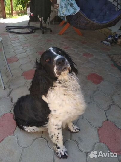 Русский спаниель