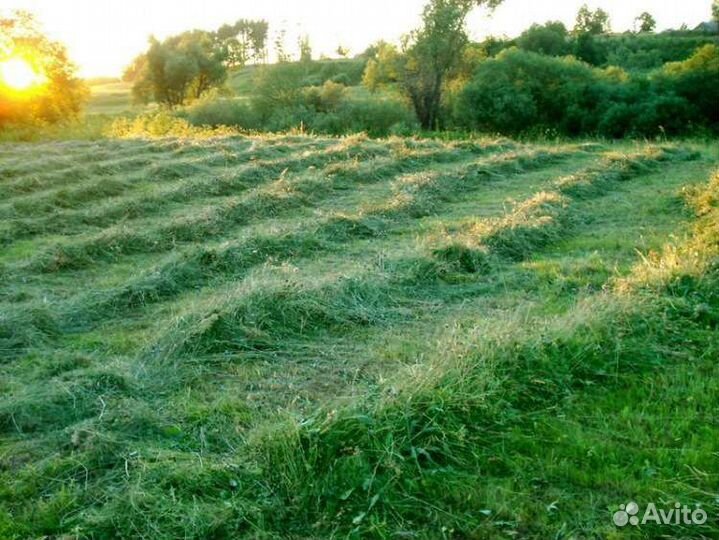 Продам сено первого укоса