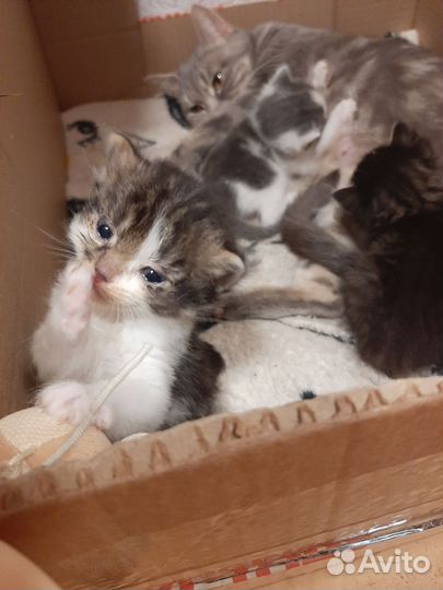 Котята в добрые руки