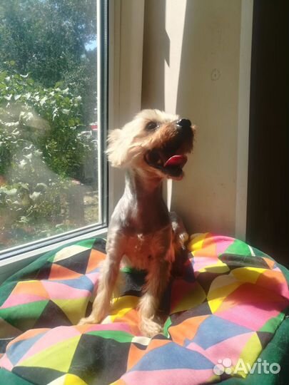 Йоркширский терьер мини