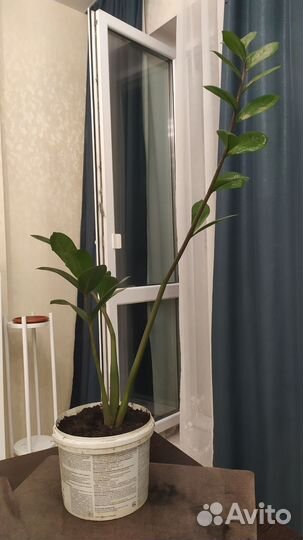 Замиокулькас