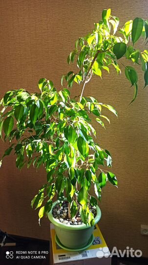 Фикус Бенджамина