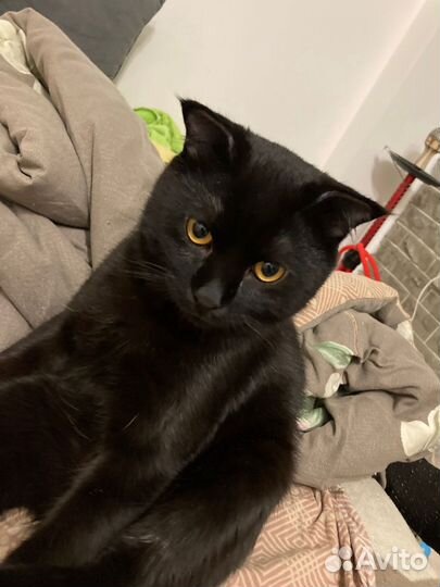Кот вислоухий бесплатно