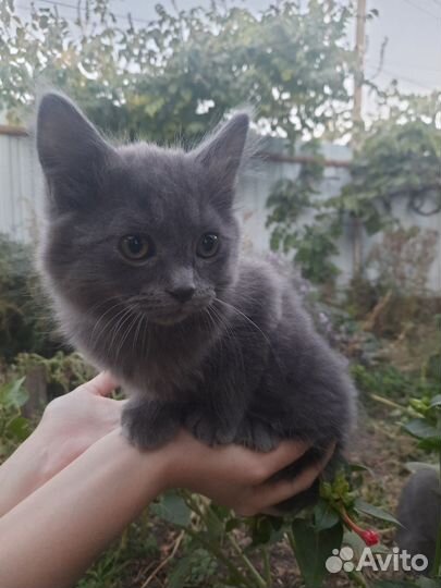 Котёнок мальчик