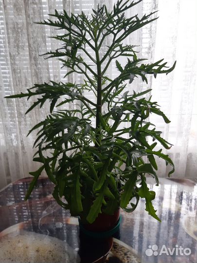 Герань пеларгония белая и красная