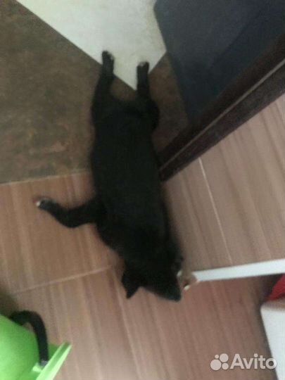 Щенки метисы овчарки