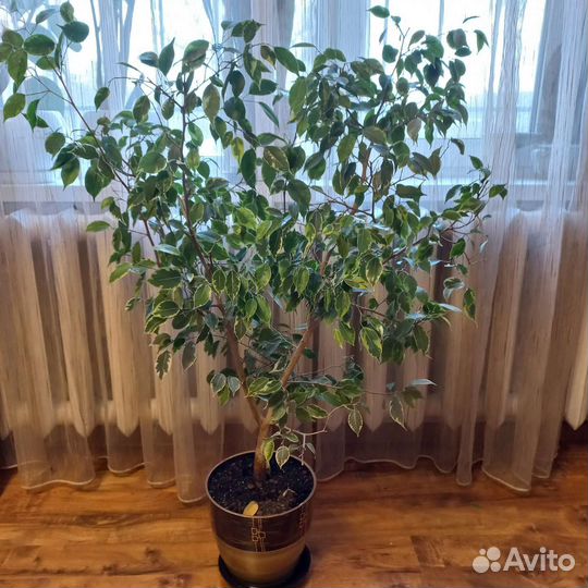 Фикус бенджамина пестролистный