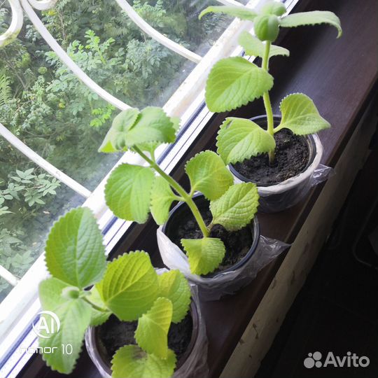 Мята домашняя