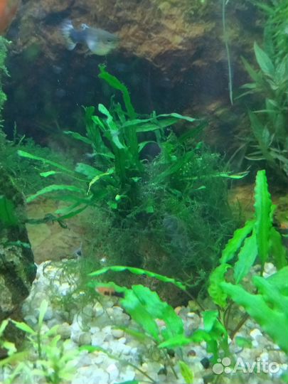 Аквариумное растение