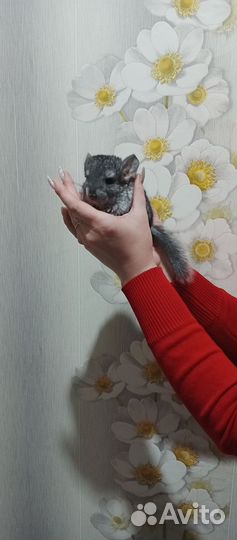 Шиншиллы(хороший подарок )