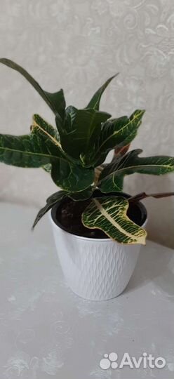 Кодиеум кротон