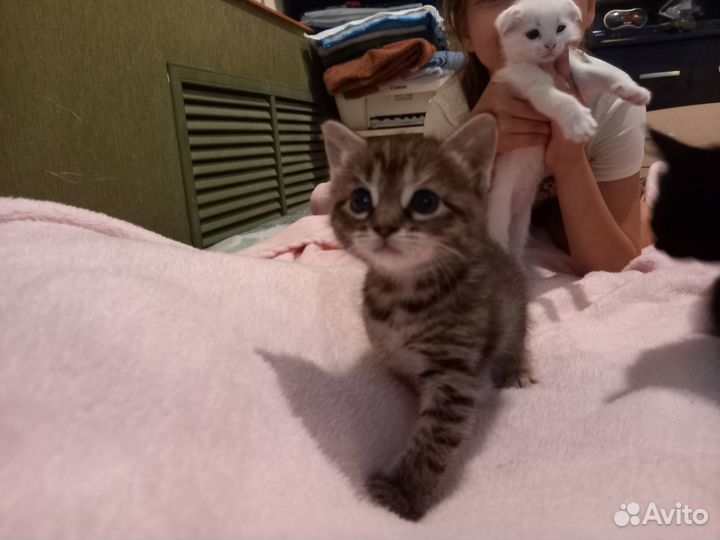 Котята в добрые руки бесплатно