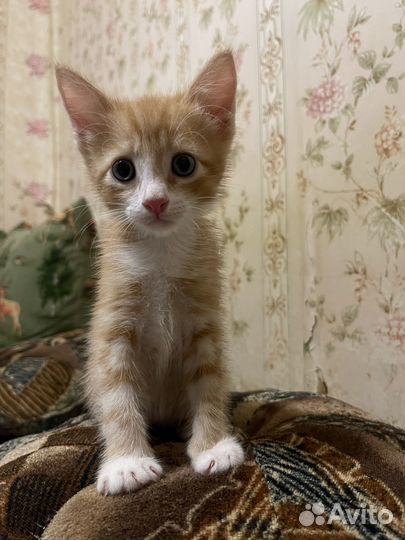 Котята в добрые руки даром