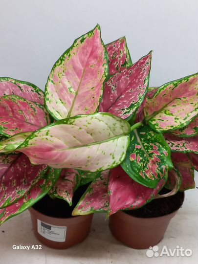 Аглаонема оспишес