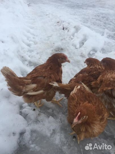 Куры Несушки