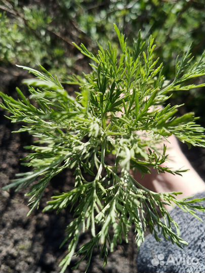 Полынь Божье дерево