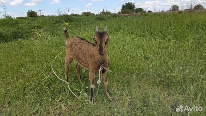 Продаются козлики и козочки