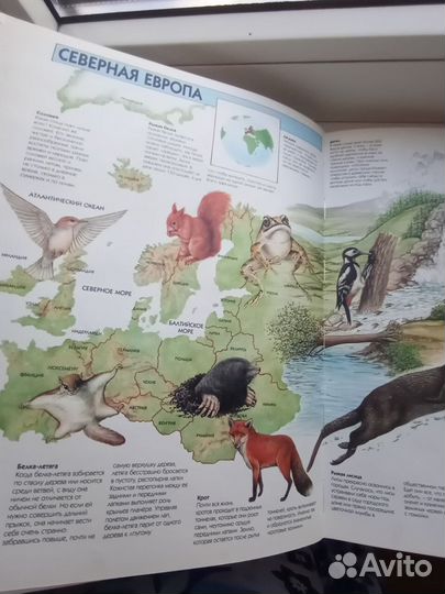 Жизнь животных 