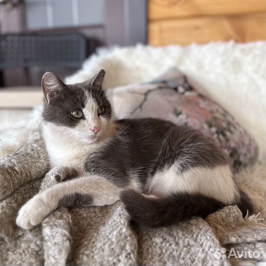 Домашние котята - мальчики 2 месяца