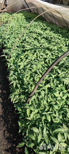 Рассада помидор