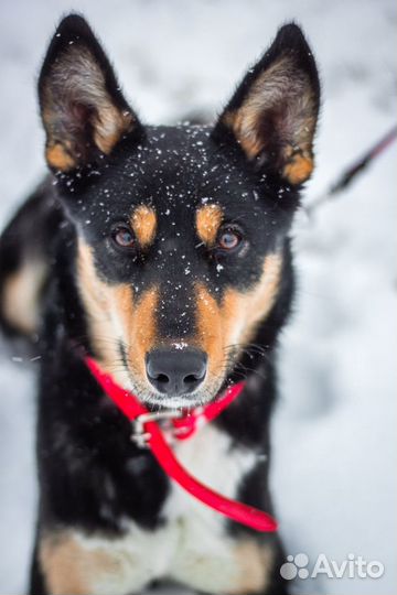 Собака в семью в добрые и надежные руки