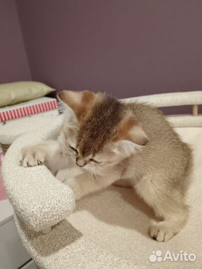Шотландская шиншилла девочка чёрное золото котёнок