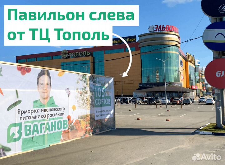 Рассада средней клубники Сибилла фермерская