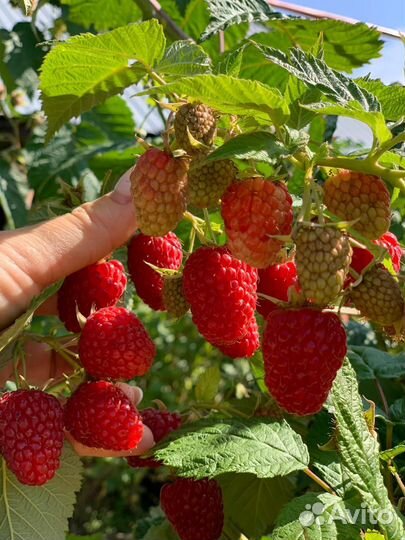 Ягода малины оптом