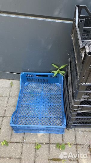 Пластиковые ящики для хранения овощей бу