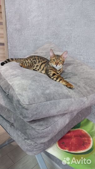 Бенгальская кошка