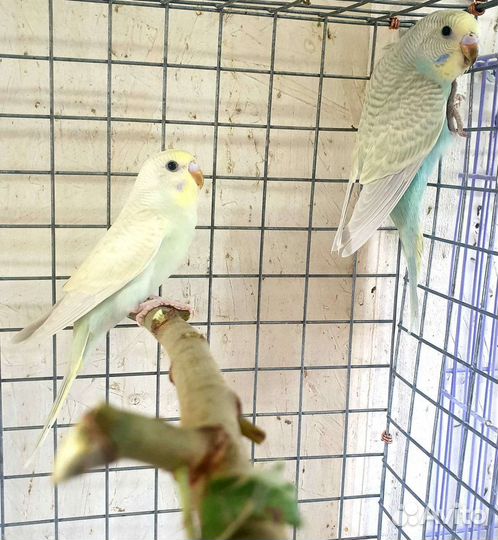 Волнистые попугаи самки