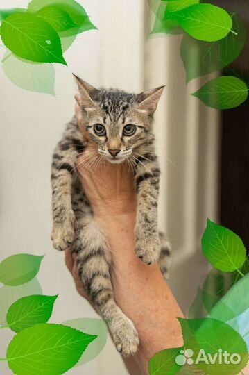 Котенок в добрые руки