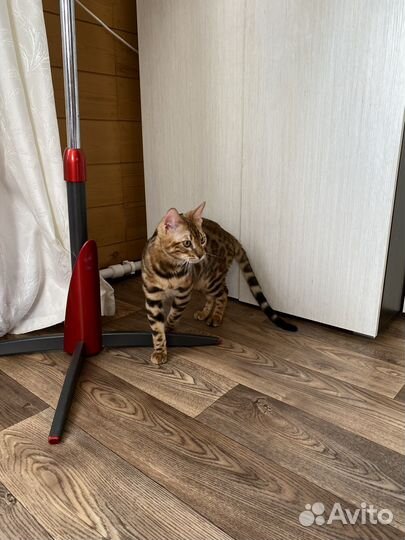 Бенгальский котёнок. Питомник Natin