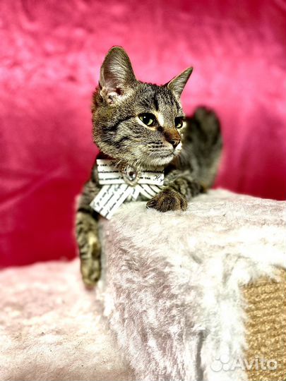 Кошка в дар