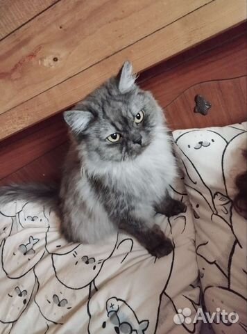 Кошечка в добрые руки