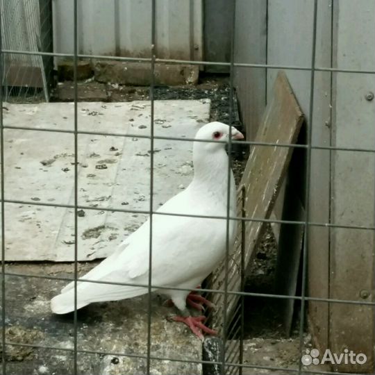 Голуби для торжества и любого праздника