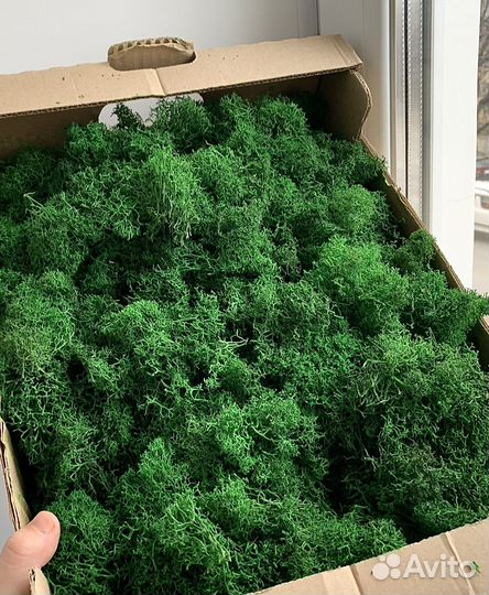 Стабилизированный мох корешки