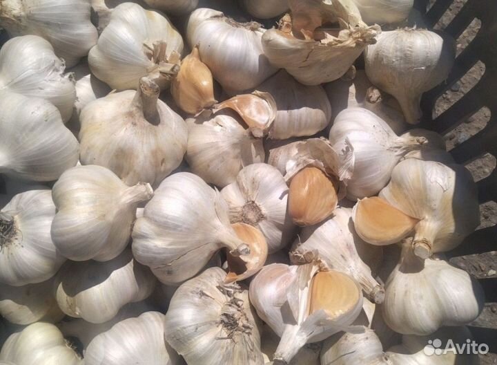 Чеснок рокамболь