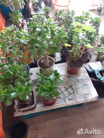 Денежное дерево