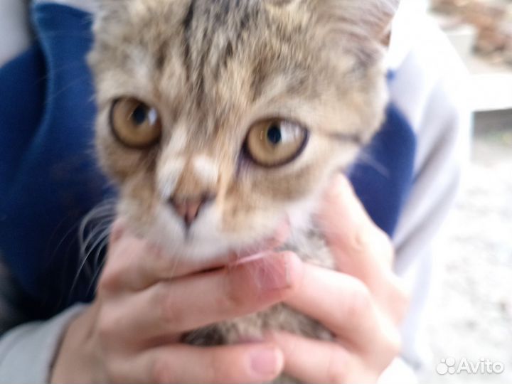 Отдаю котёнка и кота