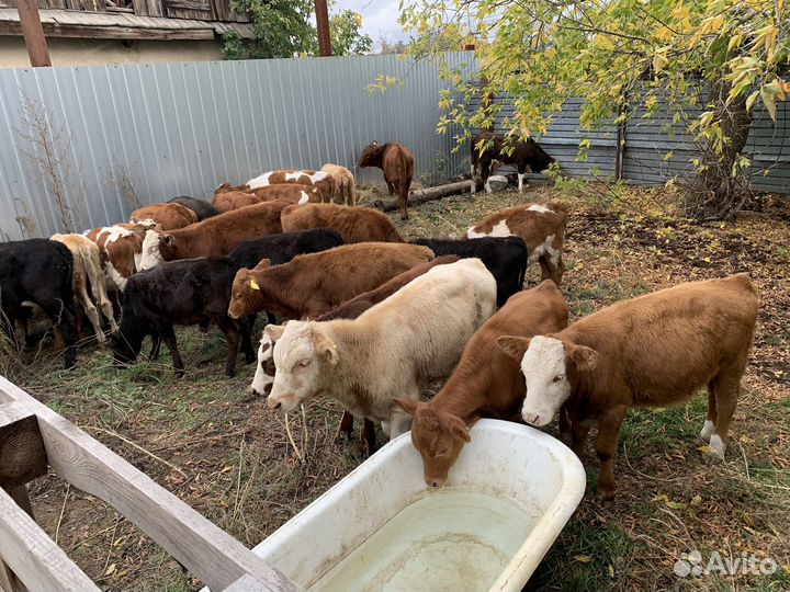 Телята бычки телочки