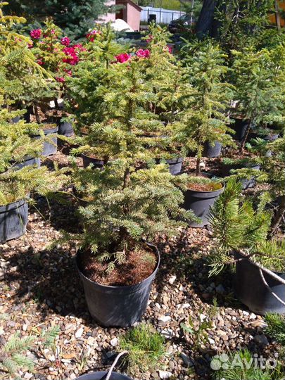 Голубая ель