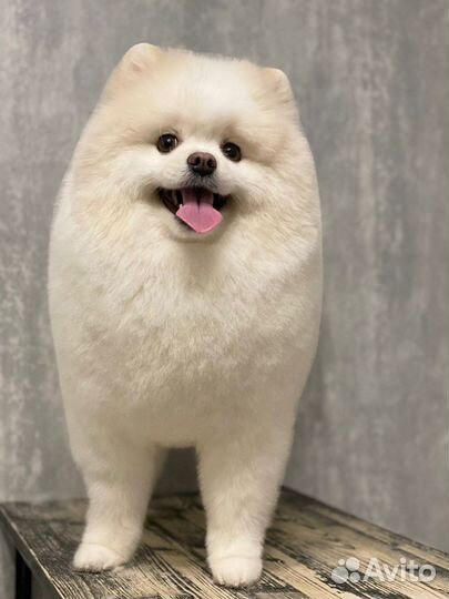 Стрижка собак (груминг)